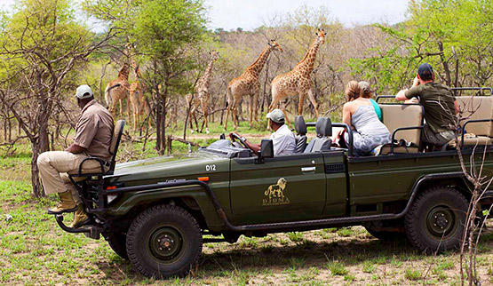 Djuma Game Reserve safari.